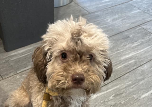 Olivia - Female - Miniature Poodle