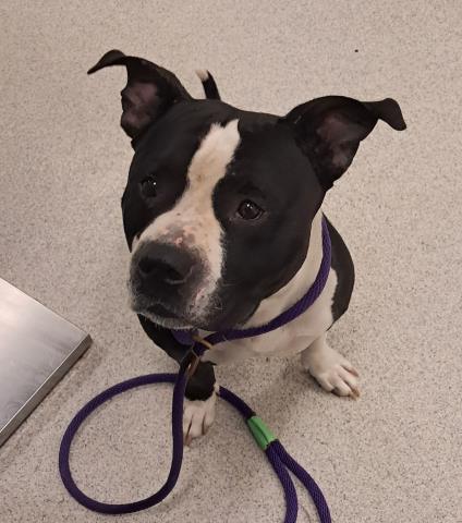  - Male - Pit Bull