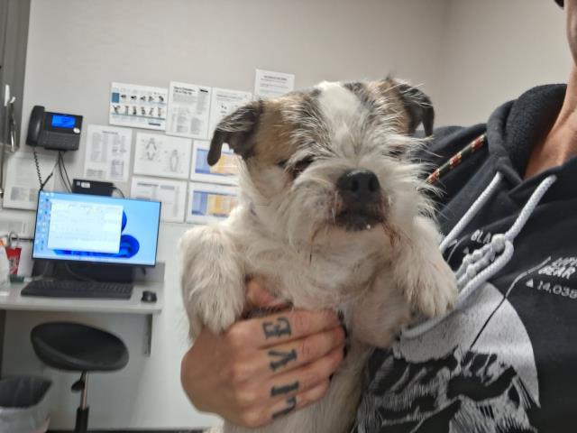  - Male - Terrier