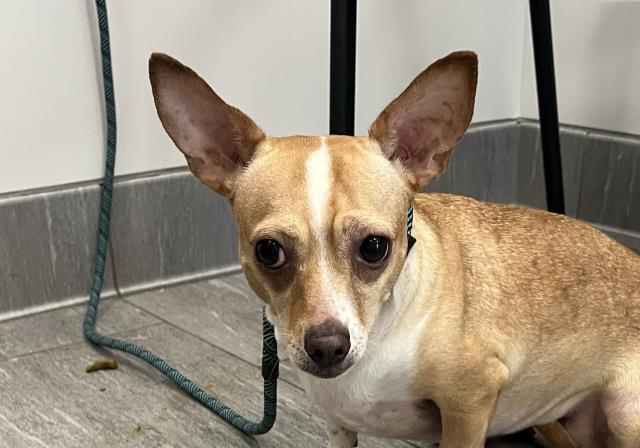  - Female - Chihuahua