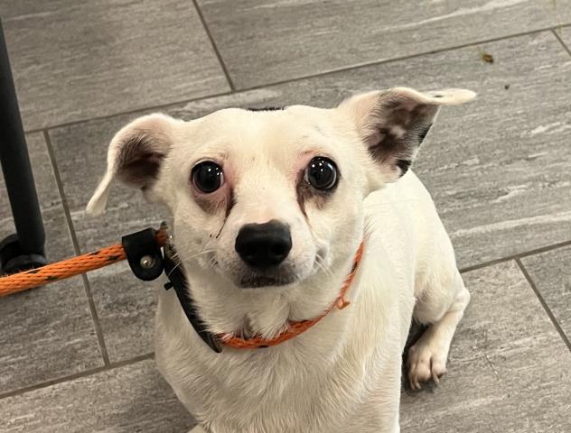  - Male - Chihuahua