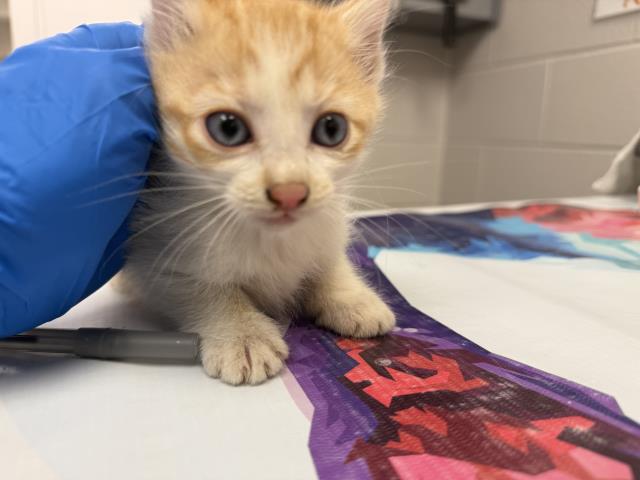 Merlot - Female - Domestic SH