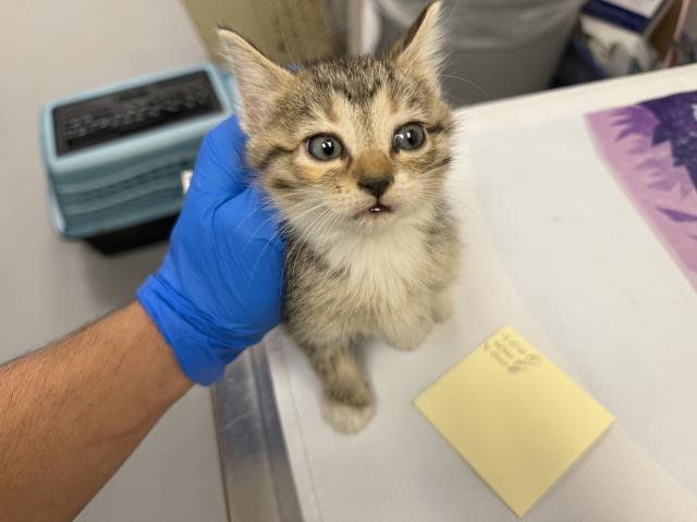 Shiraz - Female - Domestic SH