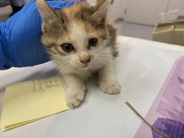 Pinot - Female - Domestic SH