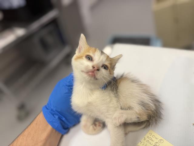 Moon Drops - Female - Domestic SH