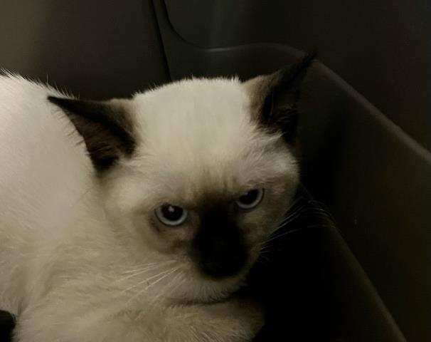  - Female - Domestic SH