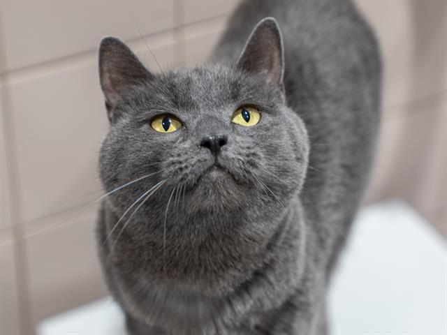 Lenny - Male - Domestic SH