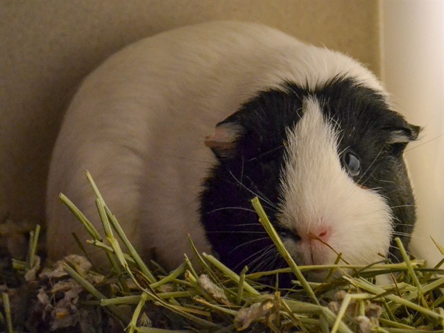 Doodle - Female - Guinea Pig