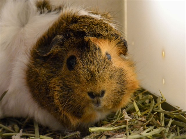 Popcorn - Female - Guinea Pig