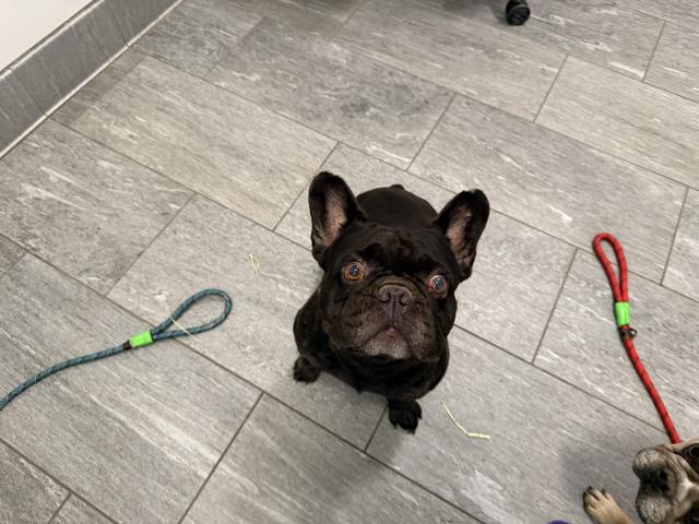 - Male - French Bulldog