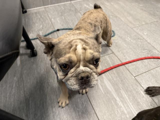  - Female - French Bulldog