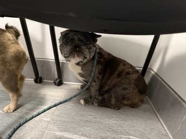  - Female - French Bulldog