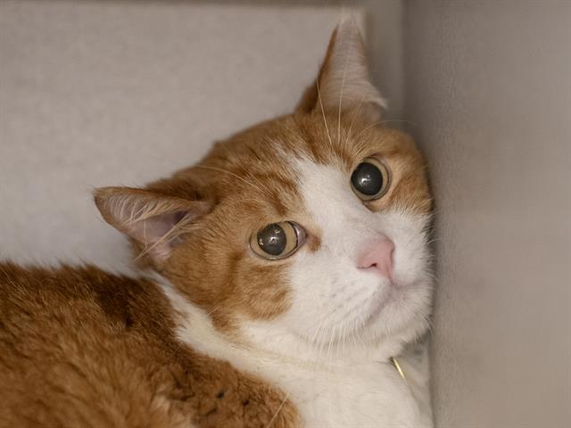 Gilligan - Male - Domestic SH