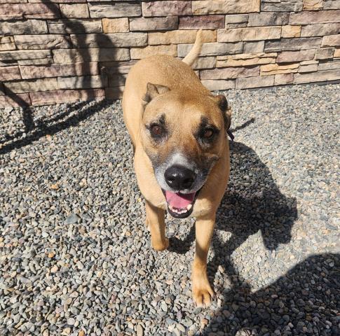Woodstock - Male - German Shepherd