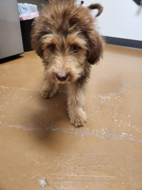Garbanzo - Male - Labrador Retriever-Standard Poodle