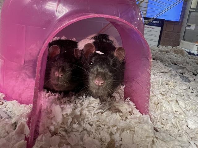 Kermit - Male - Rat