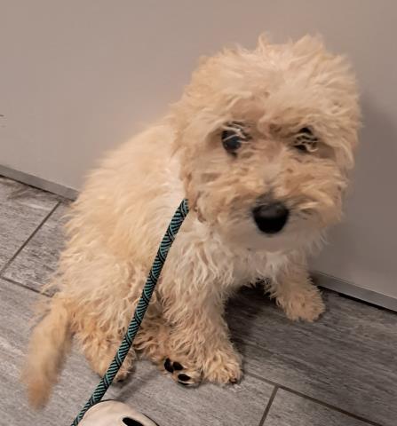 Marty - Male - Miniature Poodle-Mix