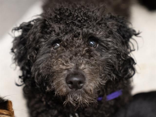  - Male - Miniature Poodle-Mix