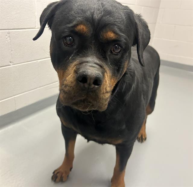Ruby Red - Female - Rottweiler