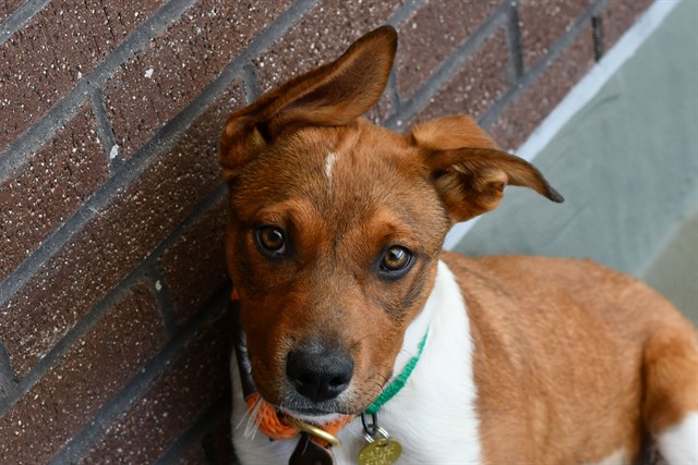Pickles - Female - Pit Bull