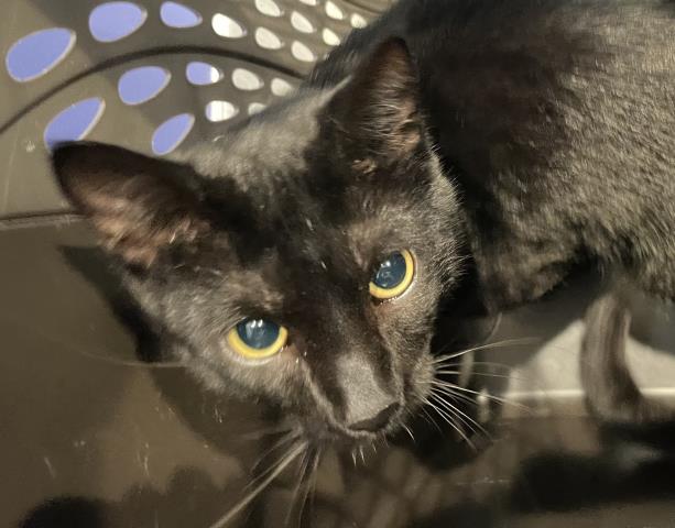 Salem - Male - Domestic SH