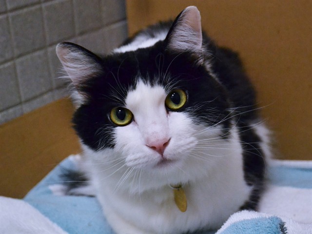 Mochi - Female - Domestic SH