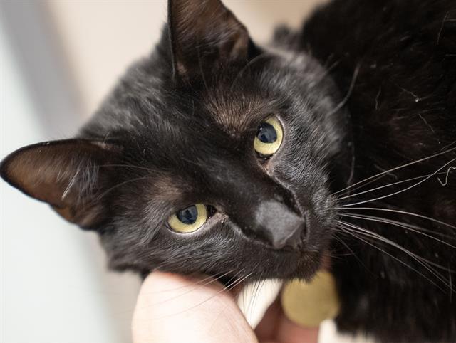 Seymour - Male - Domestic SH