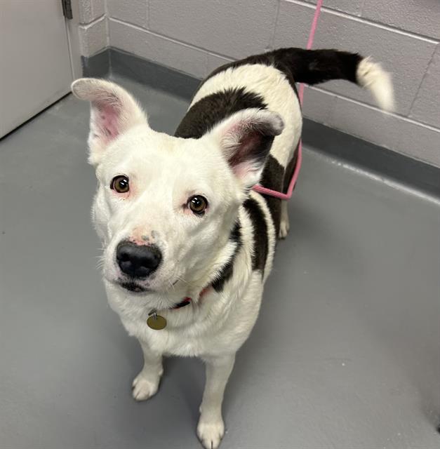 Tyas - Female - Border Collie-Mix
