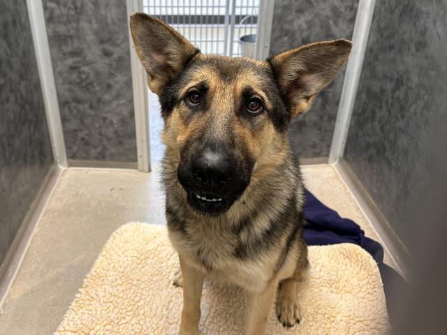  - Male - German Shepherd