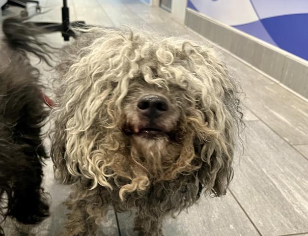  - Male - Miniature Poodle