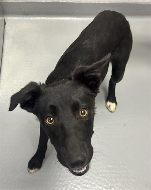  - Female - Border Collie-Mix