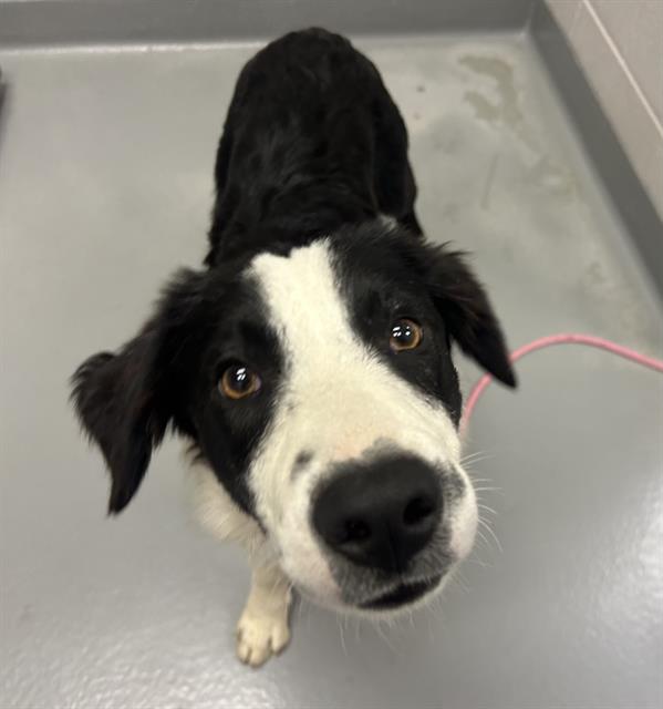  - Male - Border Collie-Mix