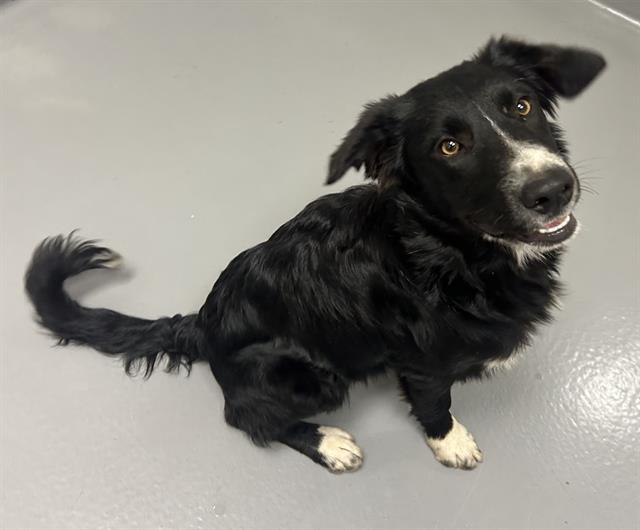  - Male - Border Collie-Mix