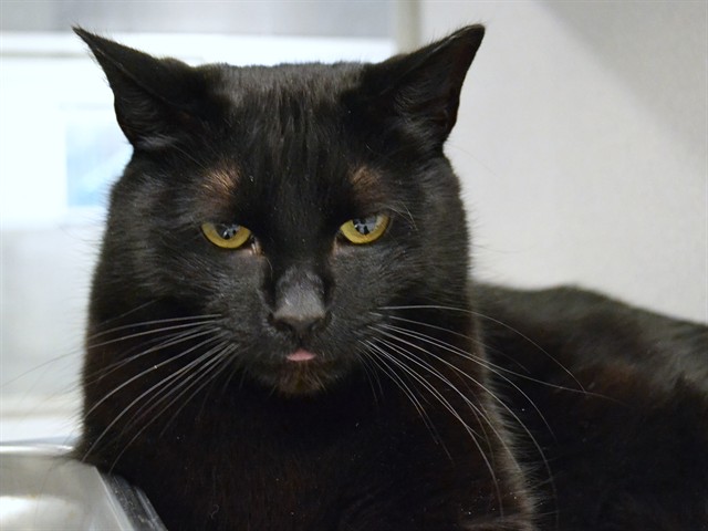 Vader - Male - Domestic SH