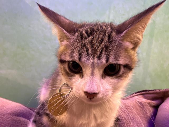 Scone - Male - Domestic SH