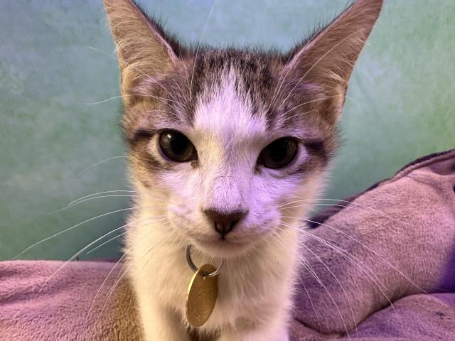 Croissant - Male - Domestic SH