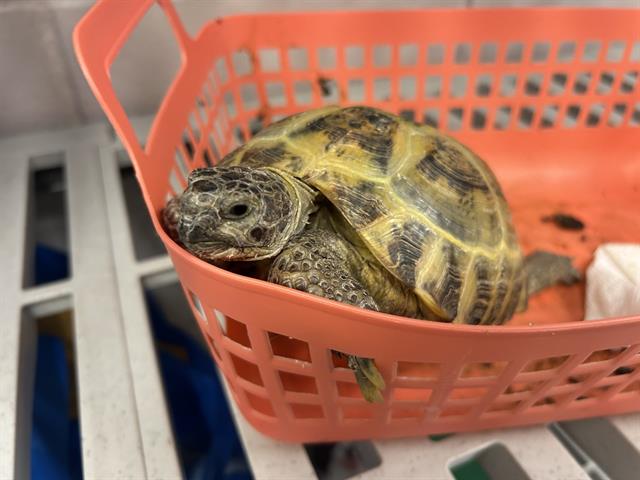  - Unknown - Box Turtle