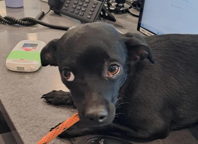  - Female - Chihuahua