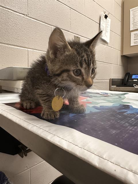  - Male - Domestic MH