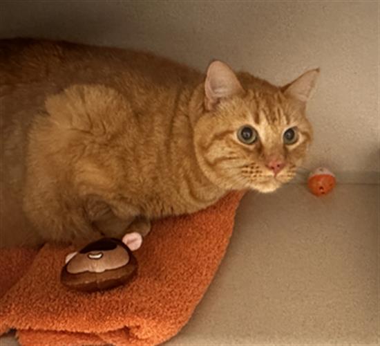 Ginger - Male - Domestic SH