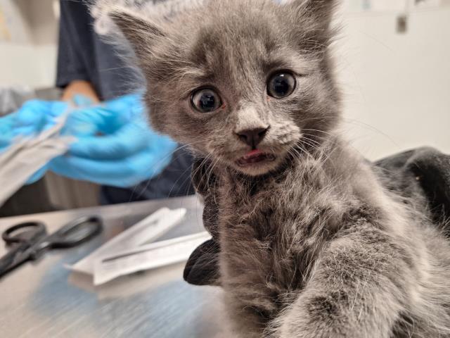  - Male - Domestic MH