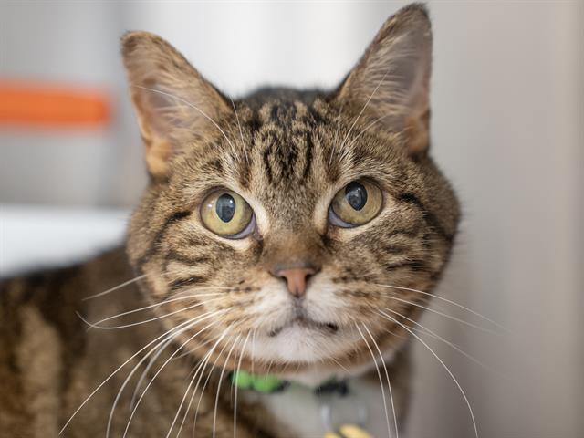 Whiskey - Female - Domestic SH