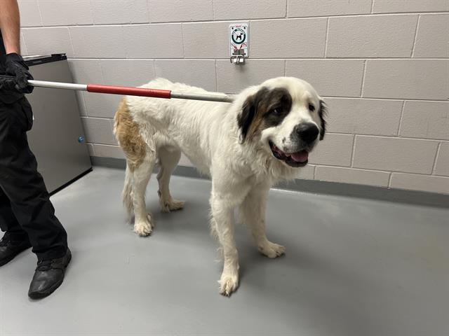  - Male - St Bernard