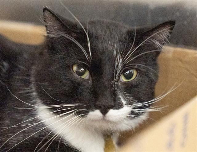 Charcoal - Male - Domestic SH