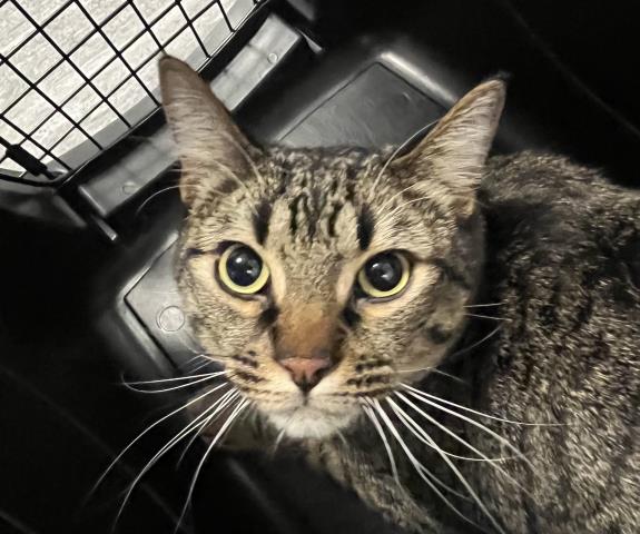 Gizmo - Male - Domestic SH