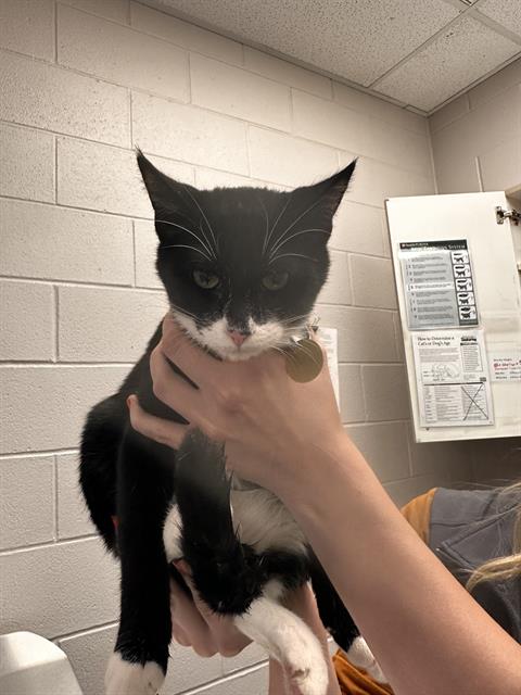 Lex - Female - Domestic SH
