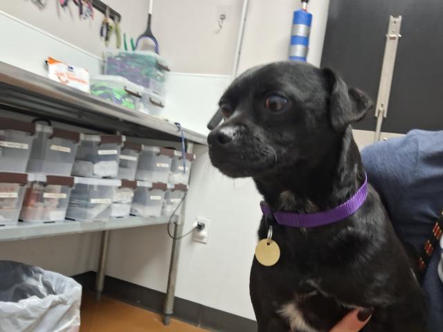Chuggs - Male - Pug-Chihuahua