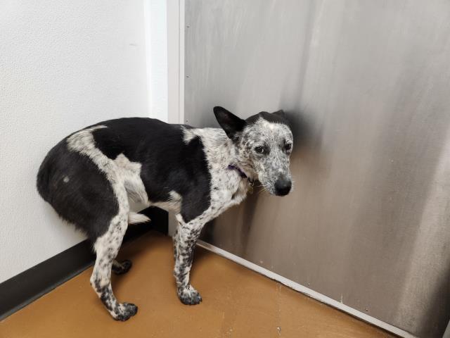 Harley - Male - Australian Cattle Dog