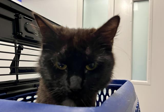  - Female - Domestic LH
