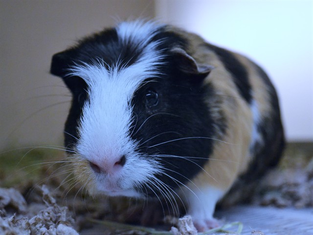 Bronco - Male - Guinea Pig